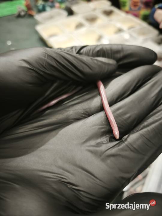 blanus sp blind snake slepucha młody osobnik Wałbrzych