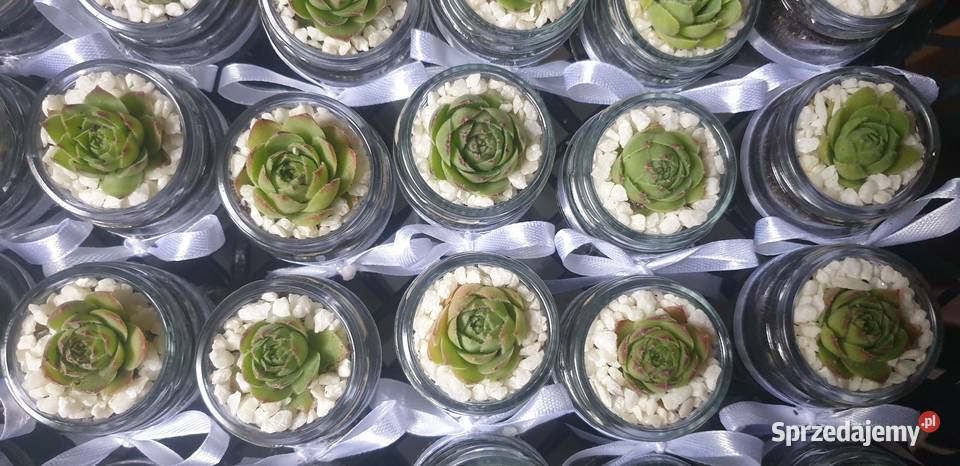 Podziękowania gości Pozostałe Łódź