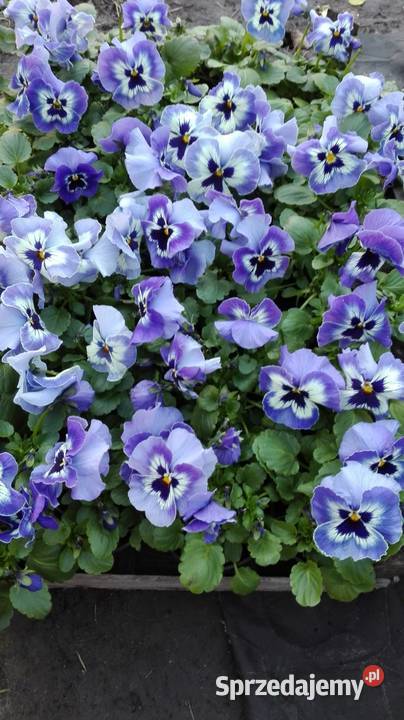 Bratki producenta Radonice