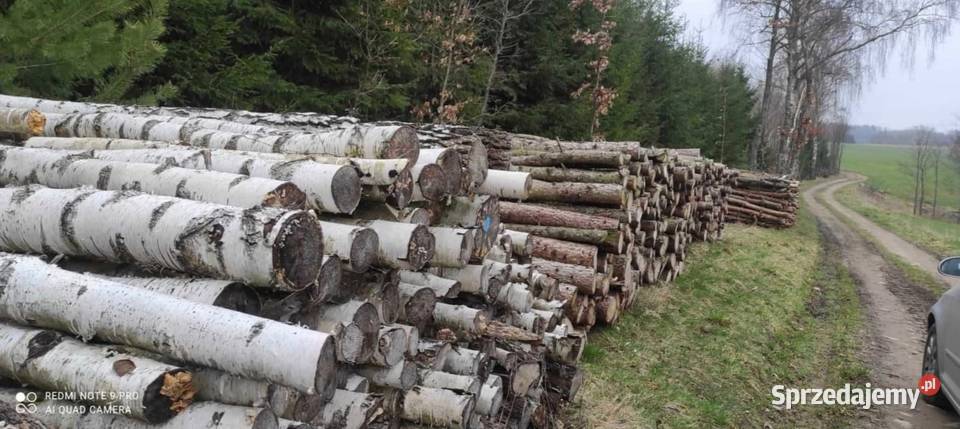 drewno sezonowane papierówka Modrzew Olcha warmińsko-mazurskie Pieniężno