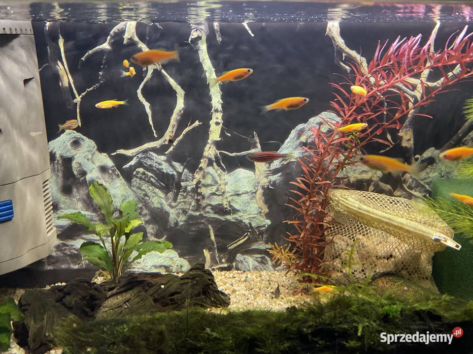 Danio Fluo Pomaranczowe śląskie Sosnowiec sprzedam