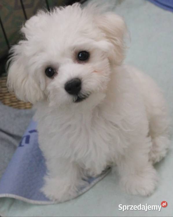Maluchy Bichon Frise Zdzieszowice