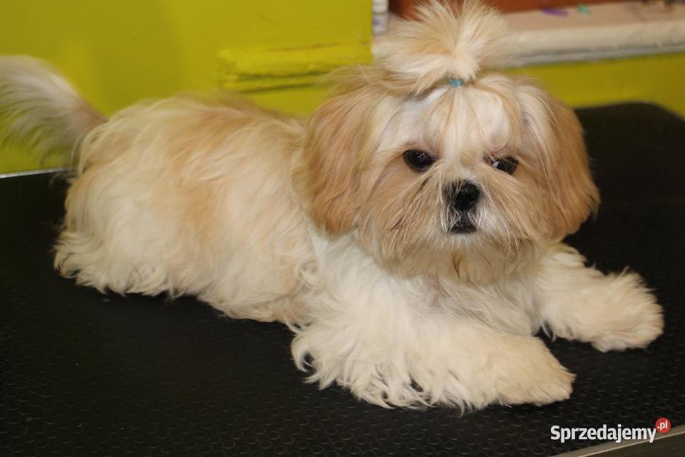 SHIH TZU szczenięta ok 4 w wieku dorosłym Świebodzice