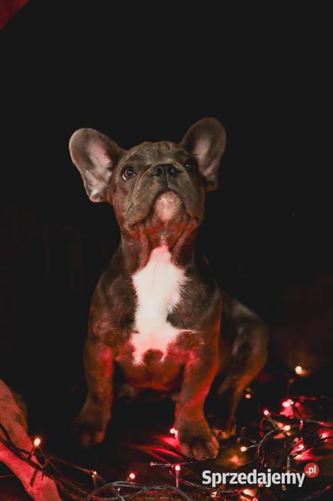Francuskie buldogi blue i merle śląskie Przyszowice