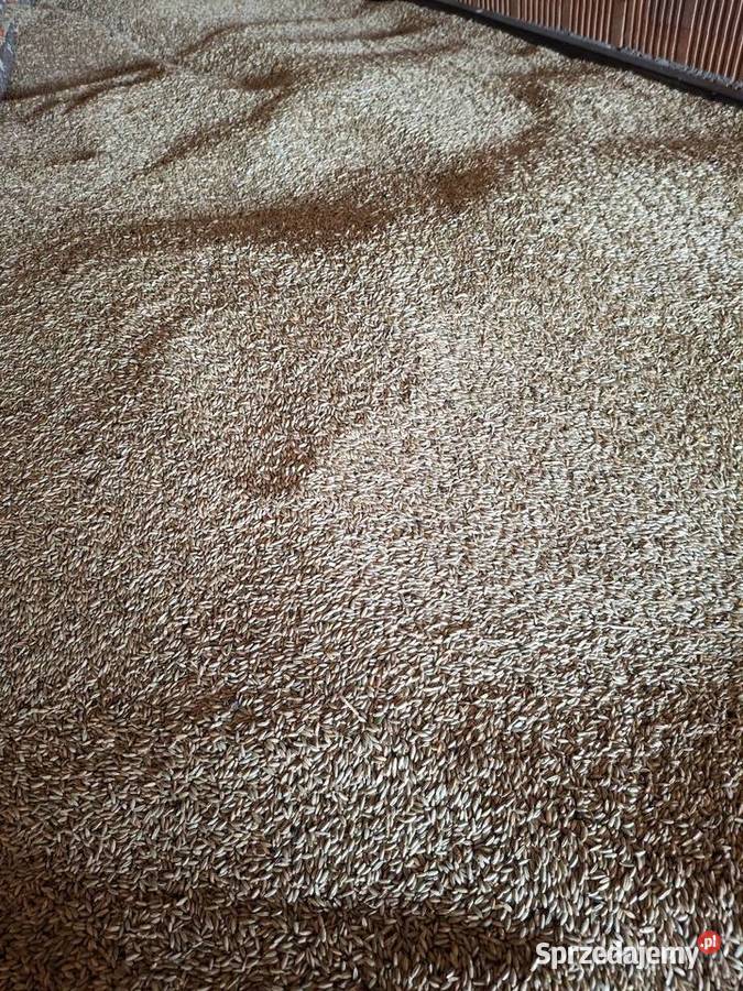 Żyto hybrydowe Vinetto Produkcja roślinna śląskie