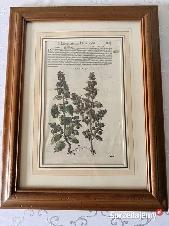 Antyczny Miedzioryt 1563 Rycina Botaniczna śląskie