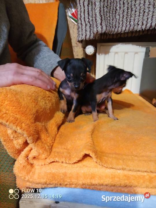 Praski krysażyk ratlerek Konin