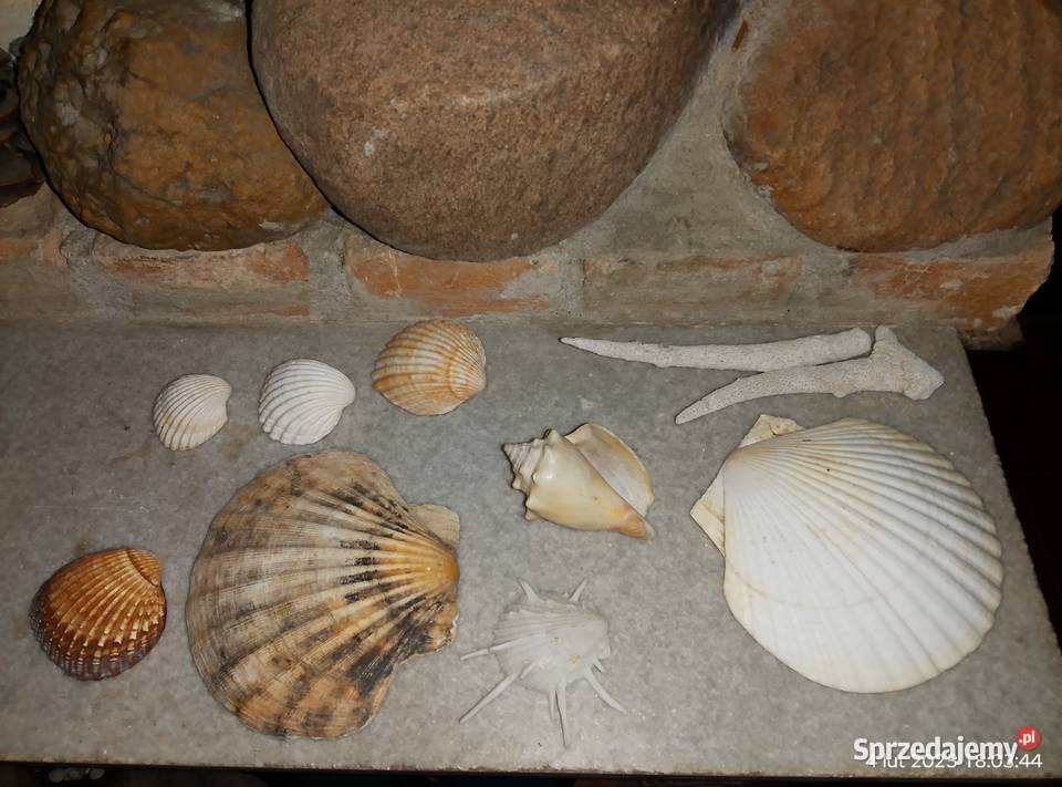 Muszle i gąbki morskie lubuskie Gniewoszyce sprzedam