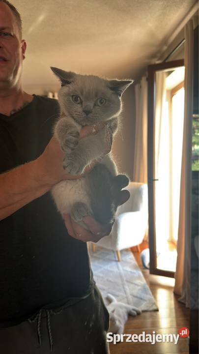 Przepiękne kocięta brytyjskie Point A33 Brytyjski małopolskie