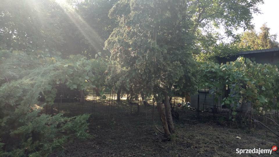 Działka ROD Warszawa Jedność 500 m2 na