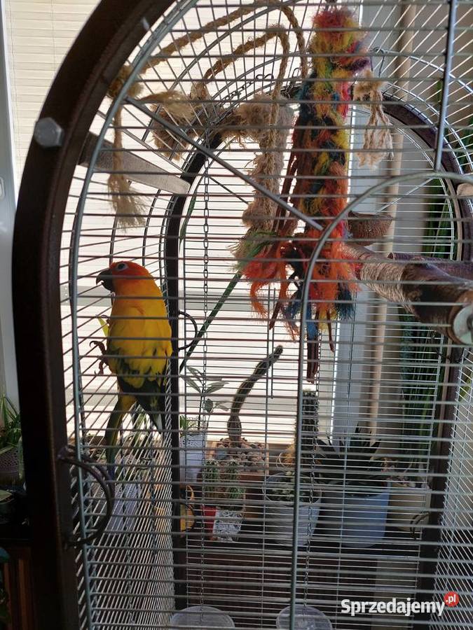 Papuga Konura Słoneczna