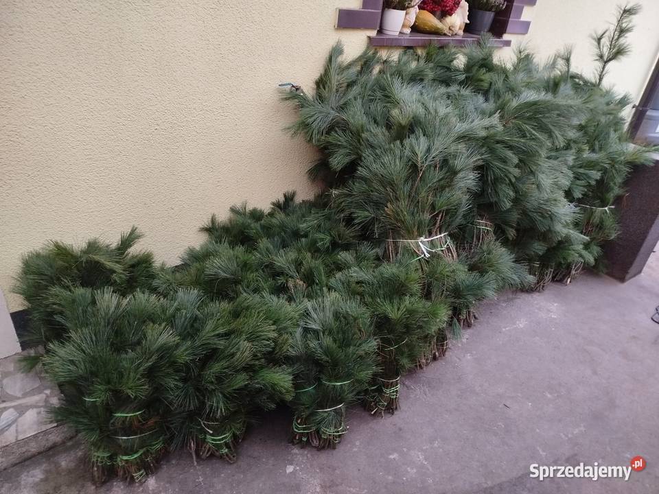 Sprzedam sosnę wejmutki Wrocław
