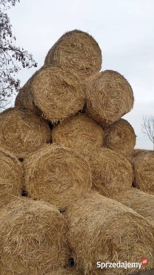 Słoma ekologiczna CERTYFIKOWANA BIO EKO bele Grudziądz