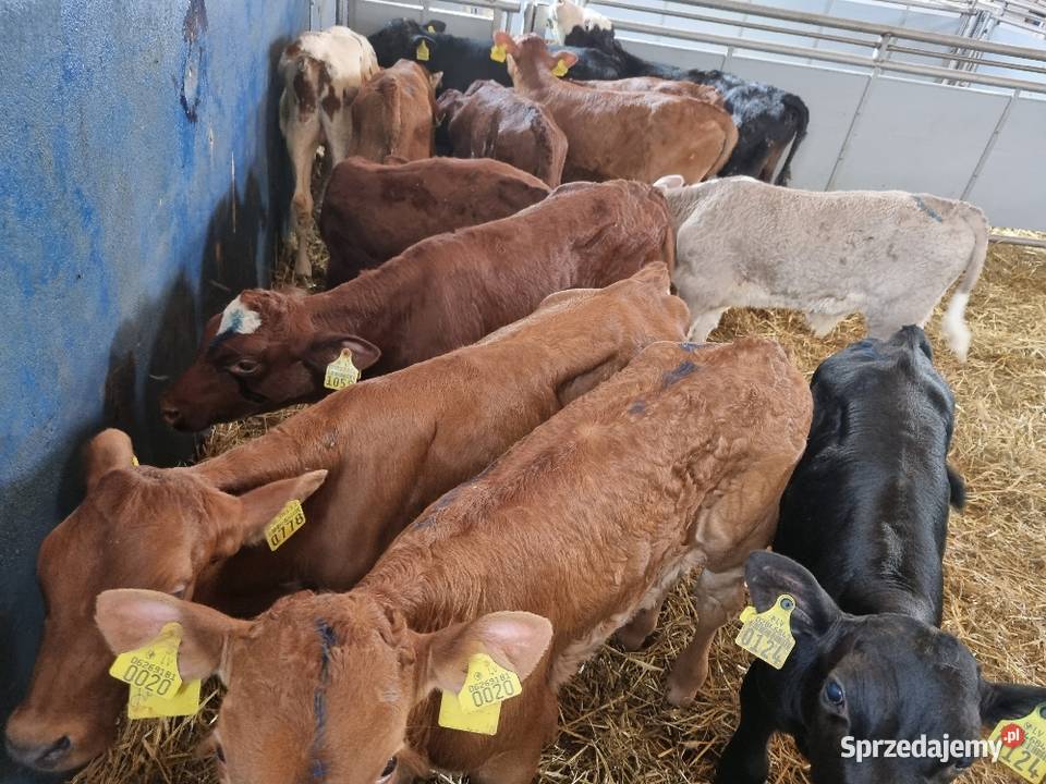 Byczki Jalowki Mięsne SM LM angus MM Ostrów Wielkopolski