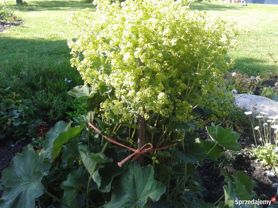 Sadzonki roślin ozdobnych Rośliny Kozłówka