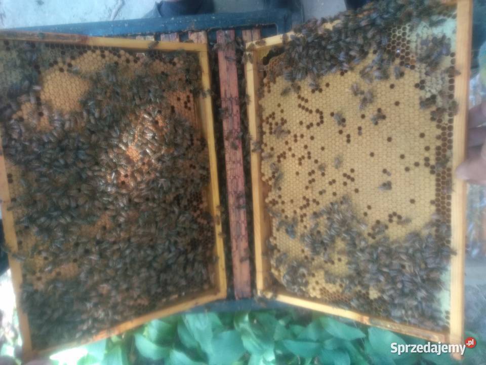 RĘKI Matki pszczele BUCKFAST Czerwiące Unas