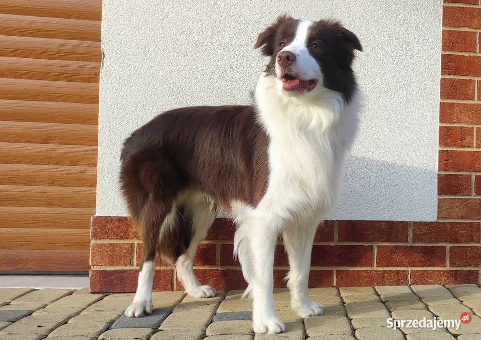Rasowy pies Border Collie z pełną dok przebadani podkarpackie Iwonicz