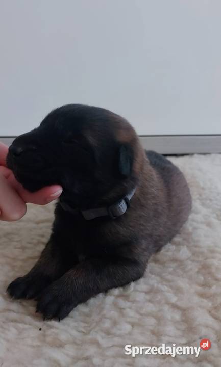 Rezerwacja pieska owczarka belgijskiego Malinois Wójtostwo sprzedam