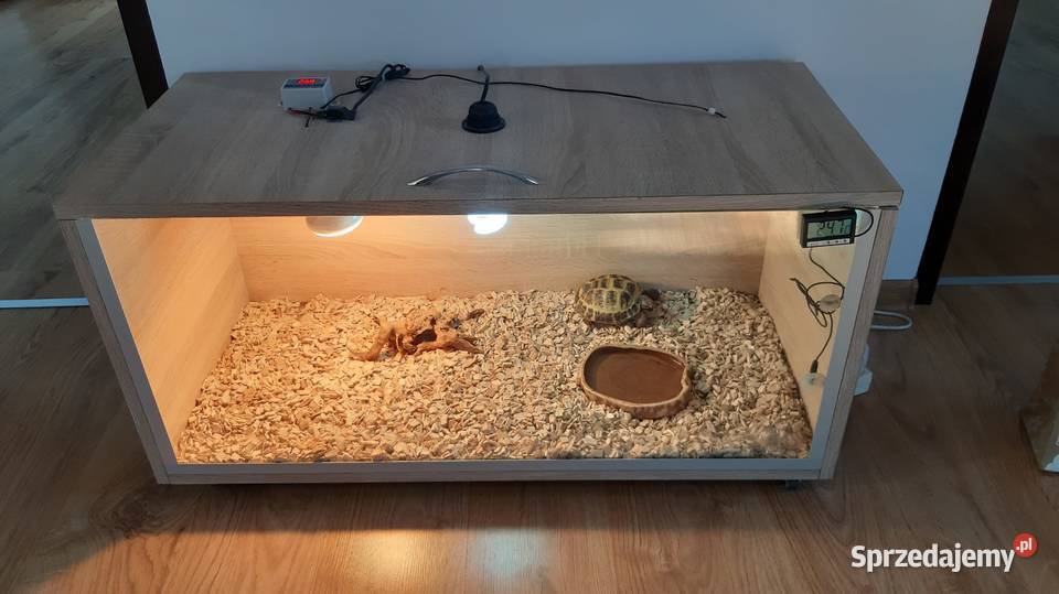 Żółw stepowy terrarium