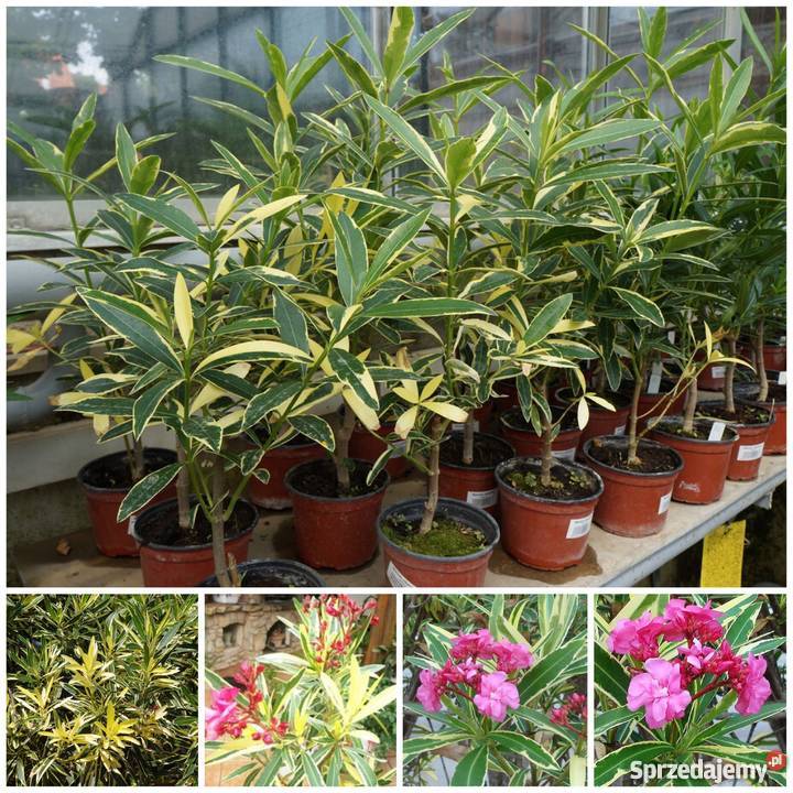 Oleander Variegata o pachnących kwiatach Brzeźnica