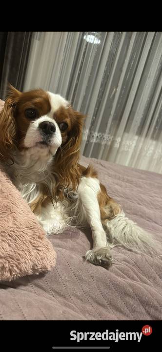 Cavalier szczeniaczki