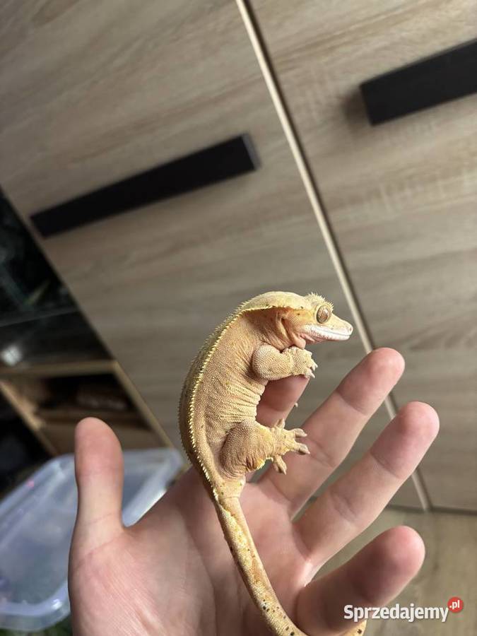 Gekon orzęsiony samica Sosnowiec