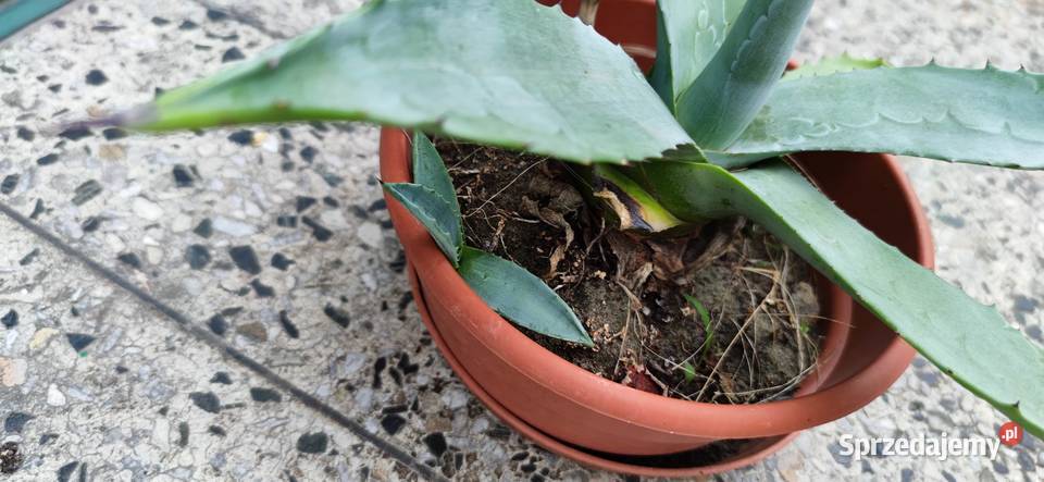 Agawa piękna ukorzeniona sadzonka 5 letnia Józefów