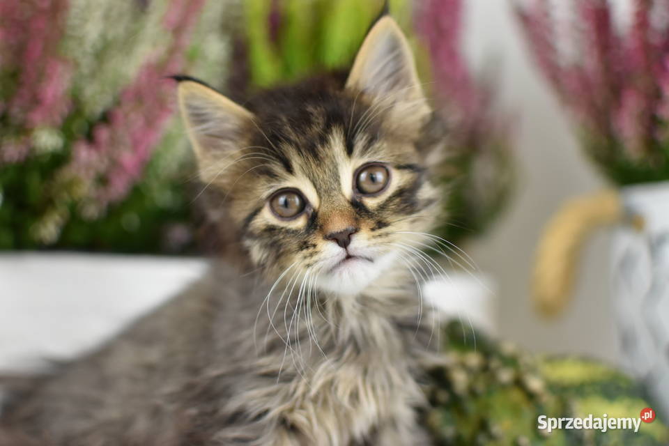 Kurylski Bobtail Kocięta Rodowód FPL Szamocin sprzedam