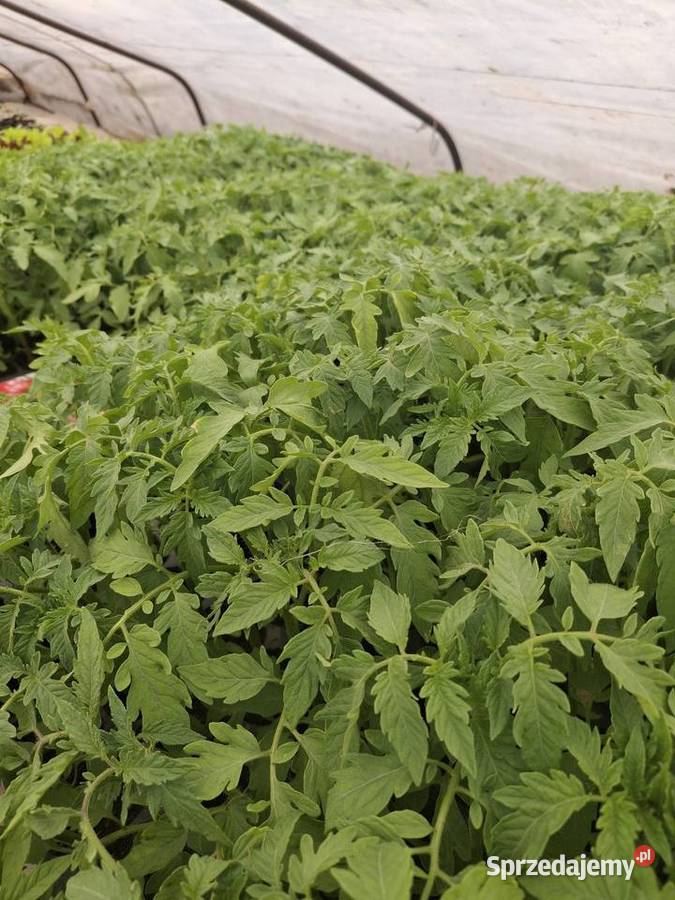 Pomidory malinowe Wawrzeńczyce sprzedam