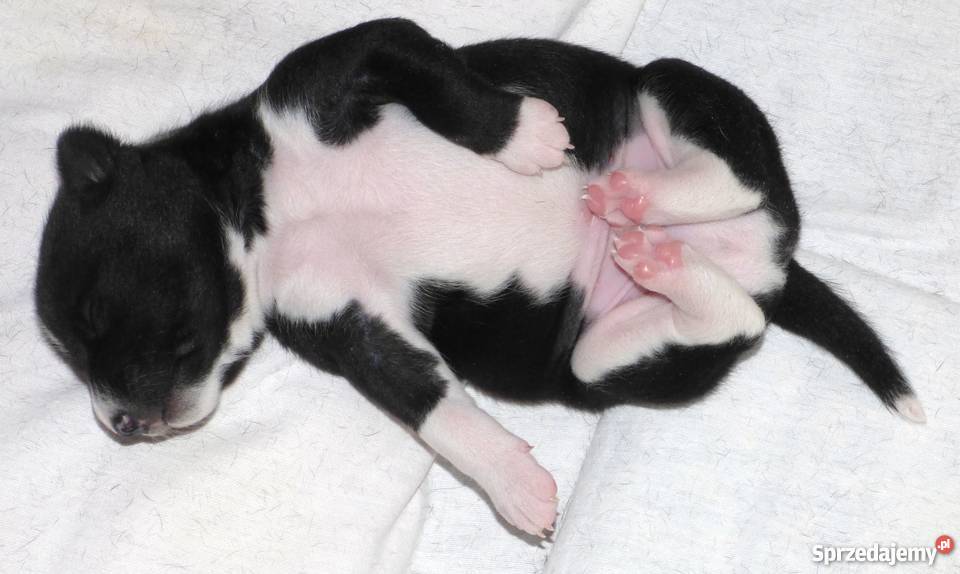 Basenji czarno biały piesek Tropik Z Gremlinkowa Pabianice