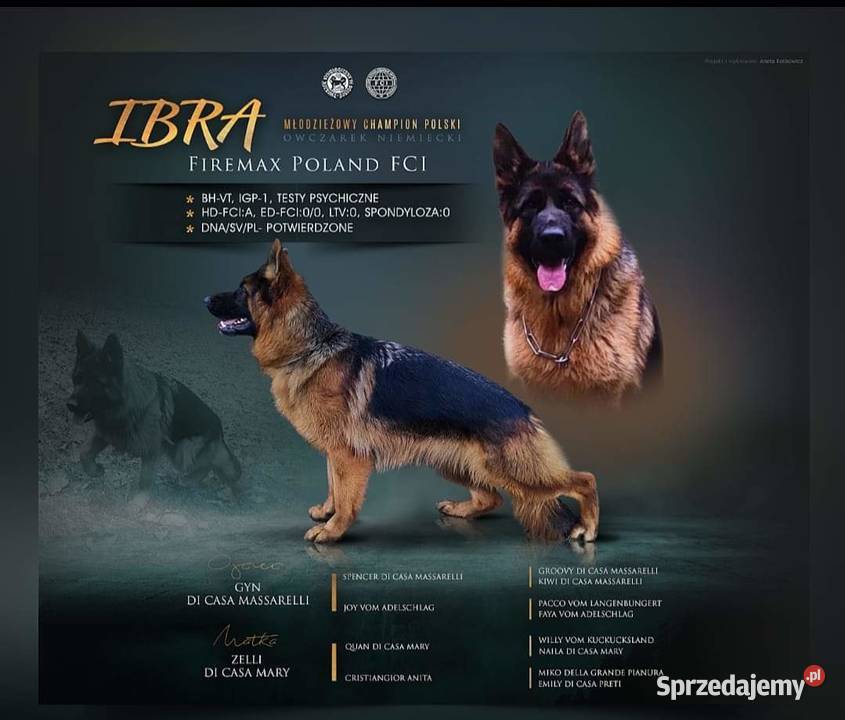 Owczarek Niemiecki Krótkowłosy Rodowód FCI Choroszcz sprzedam