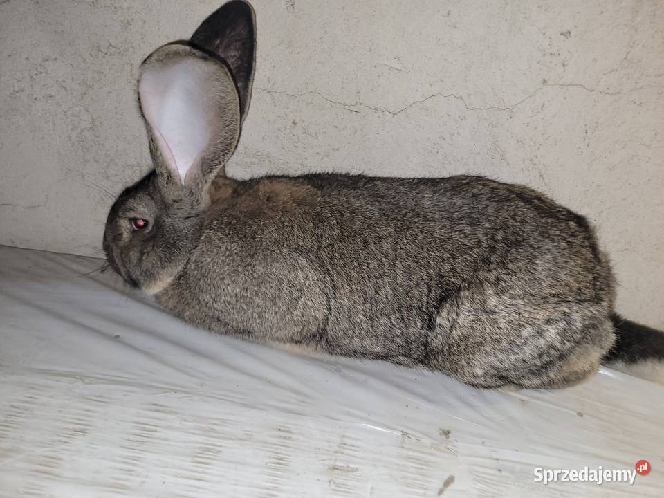 Belg olbrzymi samiec marzec 2025 mazowieckie Augustów