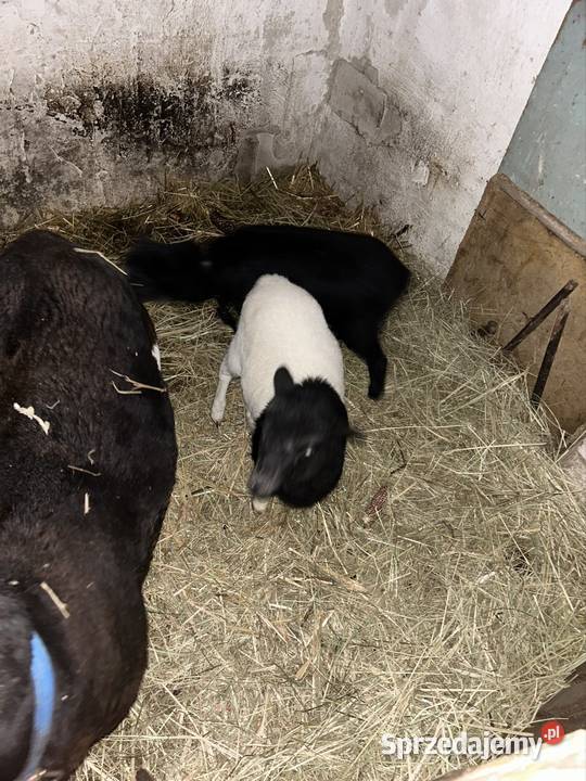 sprzedam owce