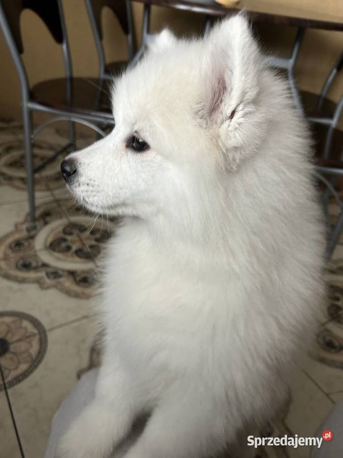 Szczenięta Samoyed Psy Pabianice sprzedam