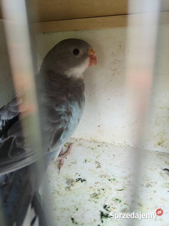 Księżniczka Walii Wilczyce