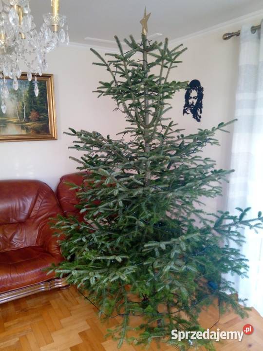 Choinka świąteczna żywa cięta w doniczkach podkarpackie Jasło sprzedam