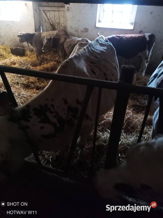 Sprzedam krowy i jałówki hodowlane Odolanów