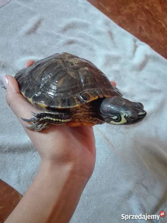 Do sprzedania dwa żółwie żółtolicy i sprzedam