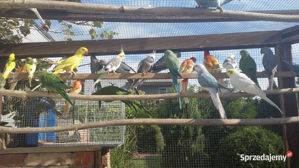 zeberki aleksandretty gołabki cukrówki kanarki Złotów sprzedam