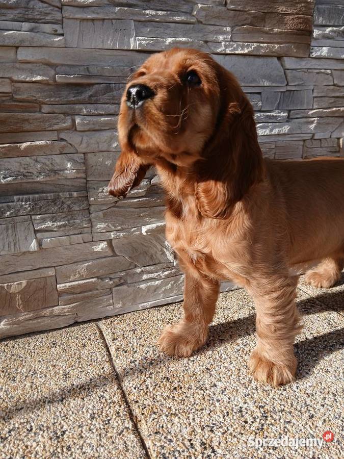 Cocker Spaniel Angielski sunia Sieradz