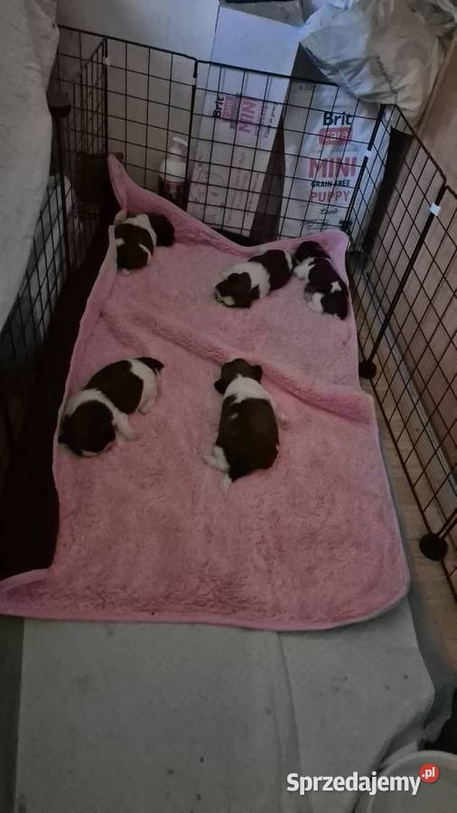 Szczeniak Pies Suczka Shih tzuHappy Dog BoBi Grodzisk Mazowiecki