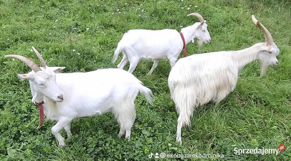 Kozy z mlekiem Transport