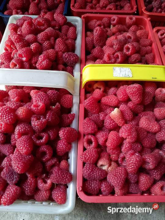 sprzedam sadzonki maliny odmiany Polonez wielkopolskie Poznań