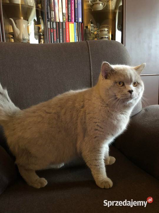 Kot brytyjski Marley reproduktor grupa krwi Brody