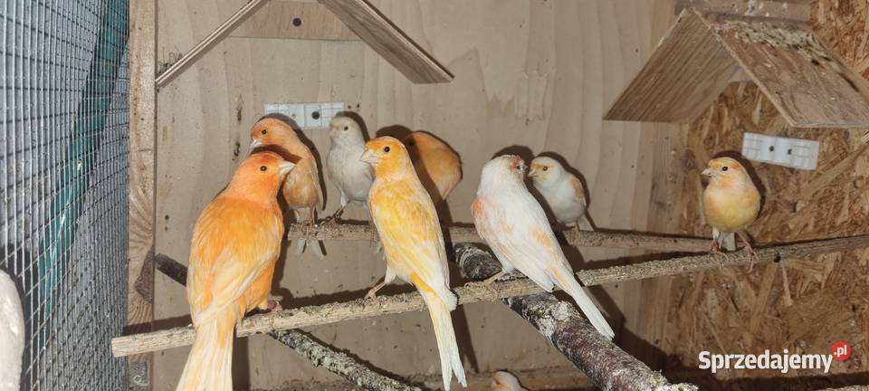 Kanarek kanarki stado 24 Likwidacja calość Katowice