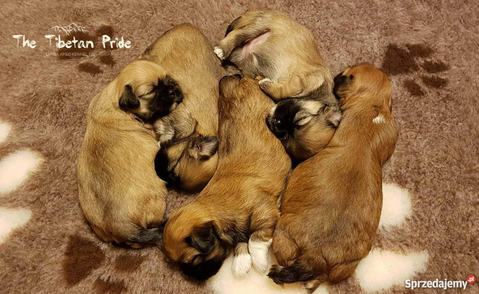 Szczenięta Lhasa Aspo kuzyn Shih Tzu rodowód sprzedam
