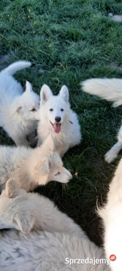 Bialy owczarek szwajcarski gotowe do odbioru Wschowa