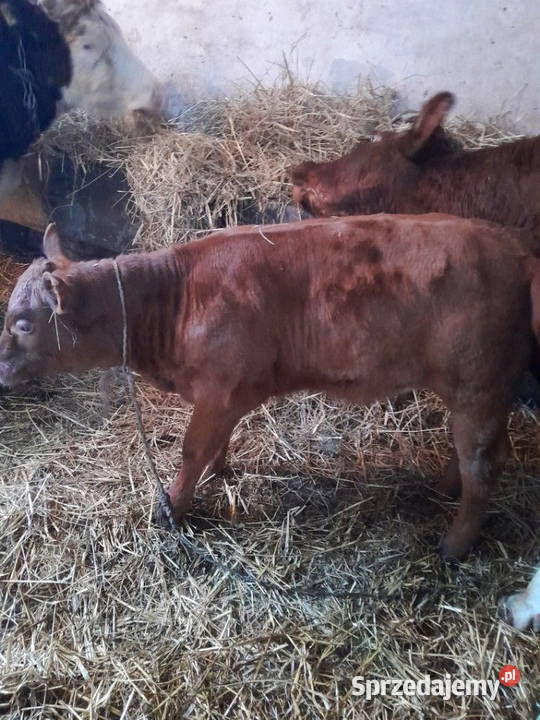 Sprzedam cielę z małego gospodarstwa świętokrzyskie Bodzentyn
