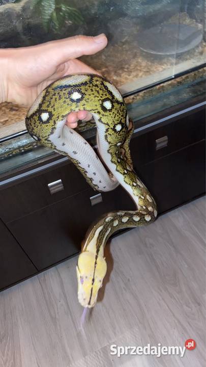 Pyton siatkowy Jędrzejów sprzedam