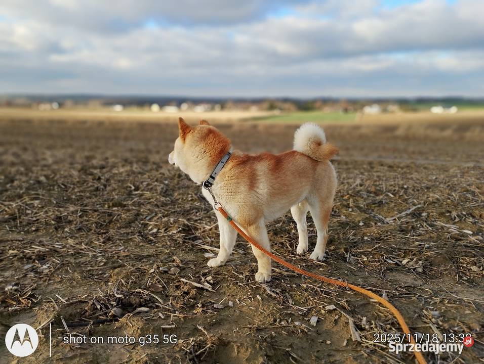 Shiba Inu czerwony przemiły piesek Pozostałe Bychawka Trzecia